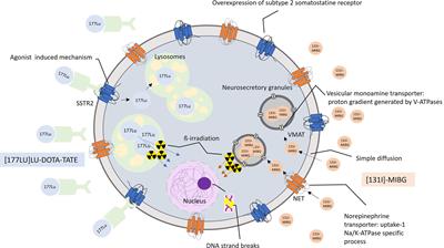 [177Lu]Lu-DOTA-TATE and [131I]MIBG Phenotypic Imaging-Based Therapy in Metastatic/Inoperable Pheochromocytomas and Paragangliomas: Comparative Results in a Single Center